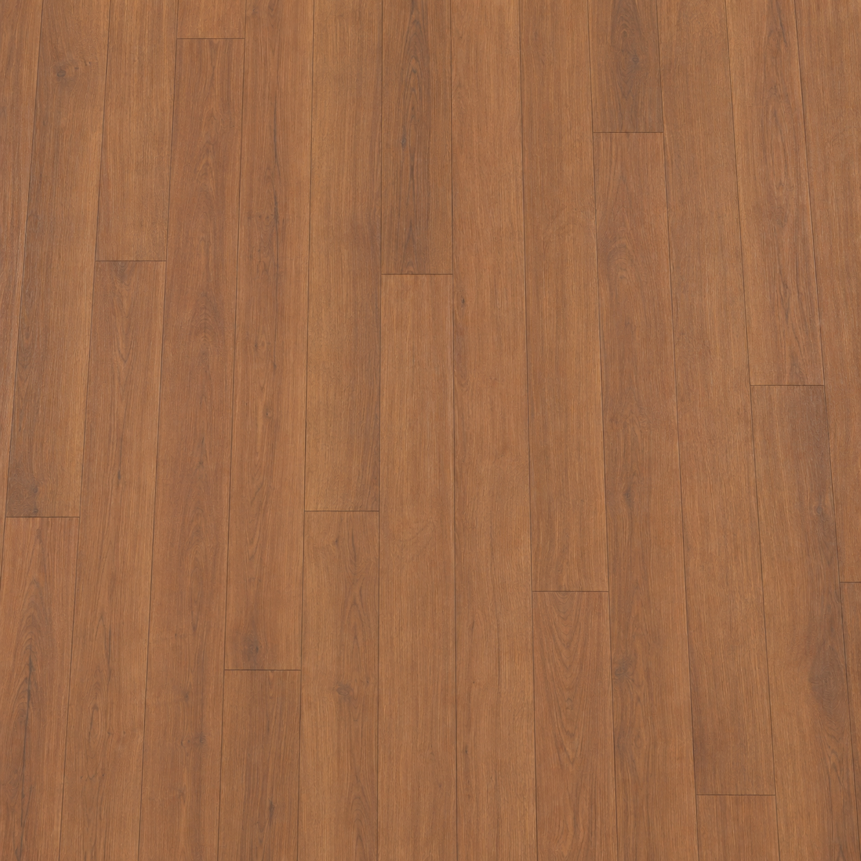 Sunset Oak